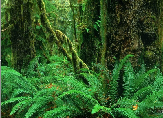 Hợp tác bảo vệ rừng Amazon
